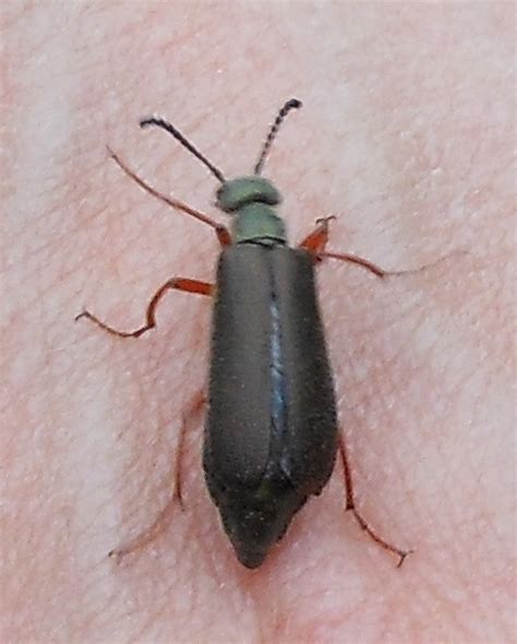 blister beetle ohio|list of blister beetles.